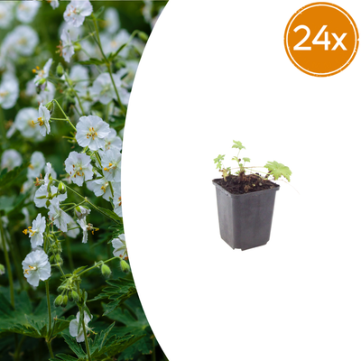 24x Geranium macr. 'White Ness' - 10-25cm - Ø9cm Topf