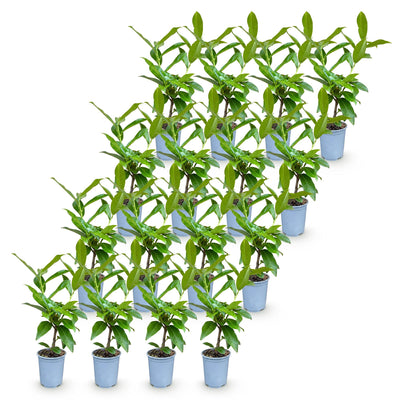 Green boutiQ - 16x Prunus laur. Novita - Lorbeer-Kirsche - Heckenpflanzen - Immergrün - Grün - Topf 9cm - Höhe 25-35cm