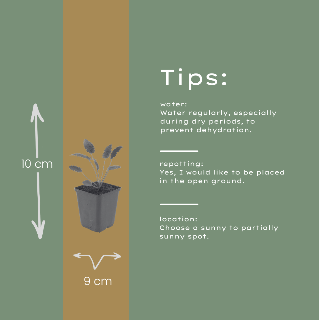 24x Sanguisorba o. 'Tanna' - ↕10-25cm - Ø9cm