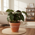 Calathea Maui Queen Pflanze - 35 cm hoch Bild 3