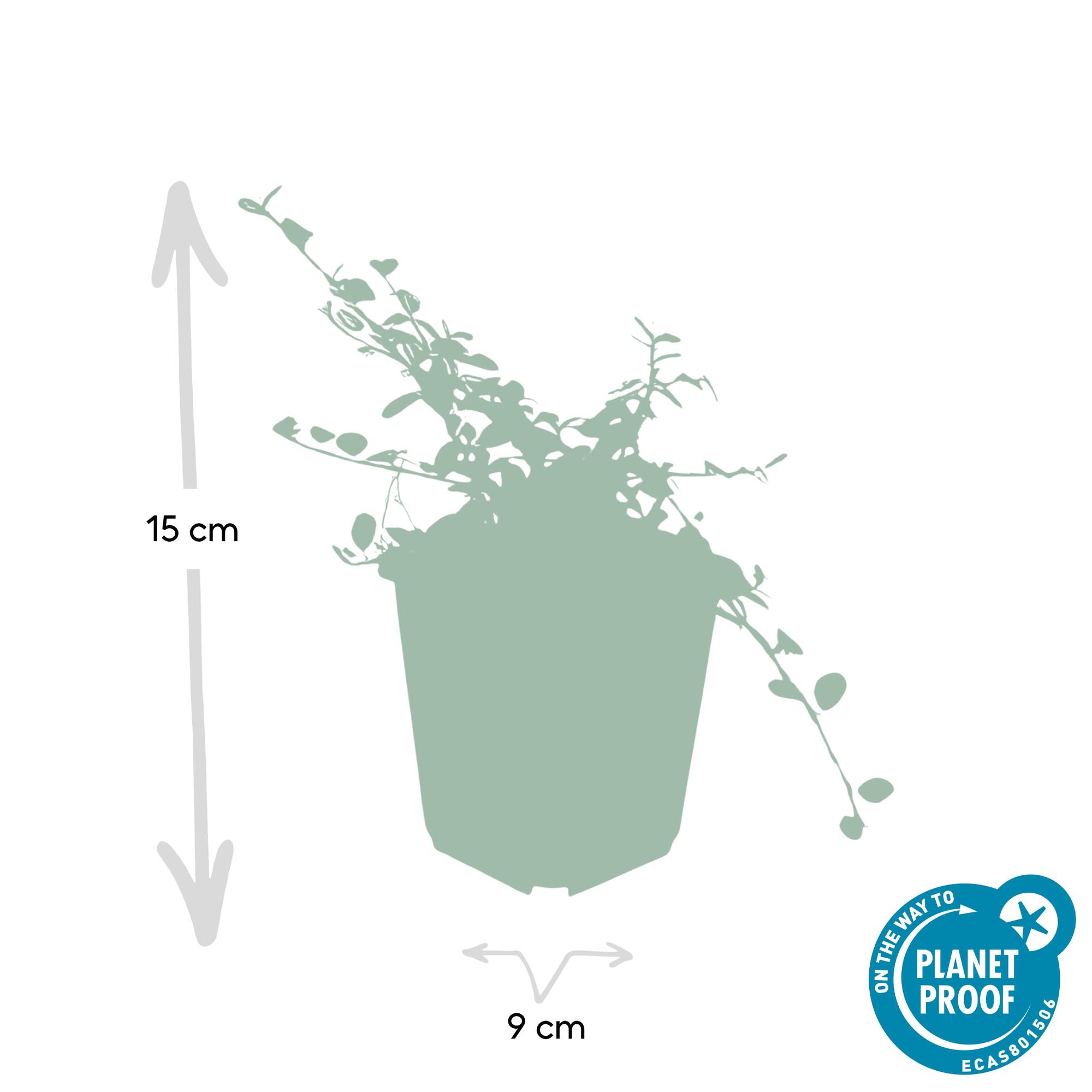 12x Cotoneaster 'Queen of Carpets' Bodendecker - 10-25cm, 9cm Topf