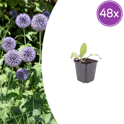 48x Kugeldistel (Echinops ritro) - 10-25cm Höhe