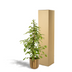 Ficus Benjamina Golden King, Ø21cm, ↕95cm, incl. Mayk Gold Pot Bild 5