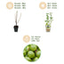 GreenboutiQ Stachelbeere 'Hinnonmaki Grün' - 3 winterharte Pflanzen Bild 4