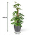 Mini Windowleaf Monstera Minima on a moss pole, 90cm, 19cm pot Bild 3