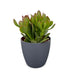 Crassula Ovata - Geldbaum - Grün - Sukkulente/Kaktus - incl. grijze pot - Ø12cm Bild 2