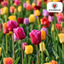 Tulpenzwiebel-Mix: 20 bunte Zwiebeln für Garten & Topf Bild 6