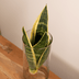 Sansevieria im Zylinderglas - Pflegeleichte Zimmerpflanze Ø12cm H30cm Bild 4