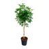 Schefflera on stem (umbrella tree), 170cm, Ø30cm pot Bild 1