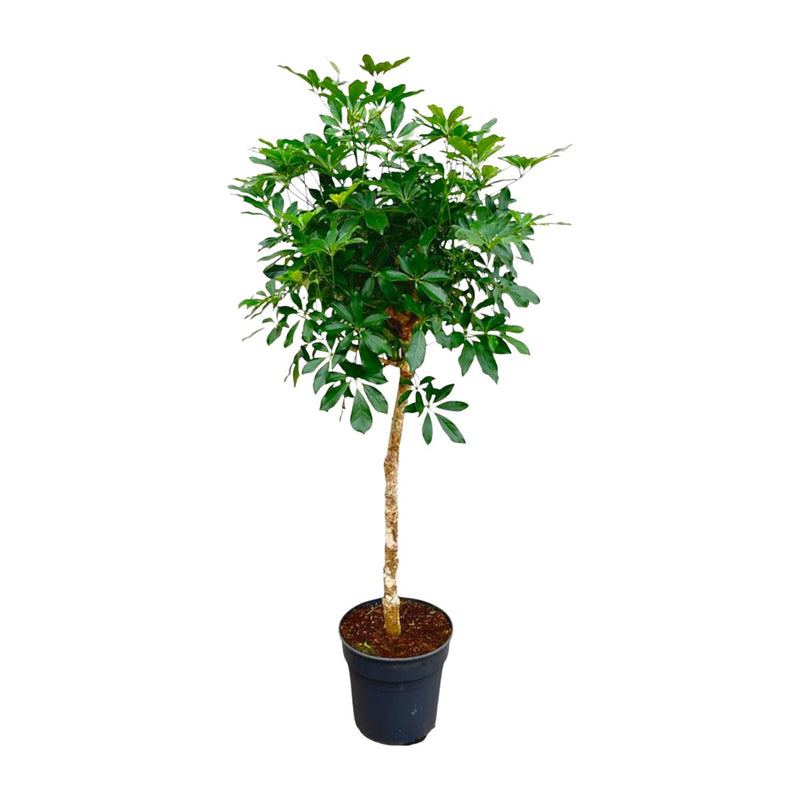 Schefflera on stem (umbrella tree), 170cm, Ø30cm pot