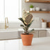Ficus Elastica Tineke - Ø17cm - ↕50cm - Panaschierte Zimmerpflanze Bild 3