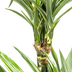 Dracaena Deremensis White Stripe Topf Ø19cm, 70-90cm hoch Bild 6