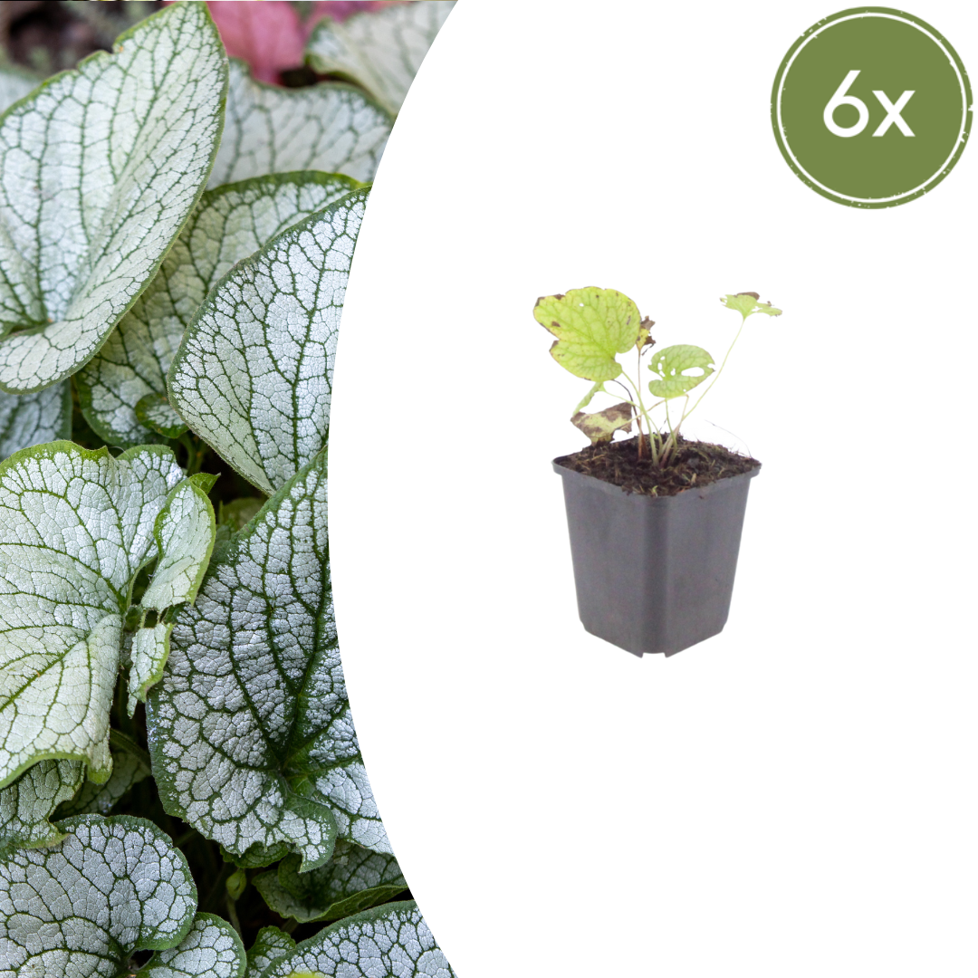 6x Brunnera macr. 'Jack Frost' - ↕10-25cm - Ø9cm
