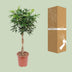 Schefflera Arboricola Compacta: Ihr grüner Luftreiniger (Ø27cm, ↕120cm) Bild 4