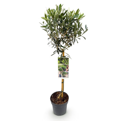 GreenboutiQ Olivenbaum Stamm Olea Europaea - Immergrün, Winterhart - Topf 19cm, H90cm