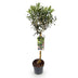 GreenboutiQ Olivenbaum Stamm Olea Europaea - Immergrün, Winterhart - Topf 19cm, H90cm Bild 2