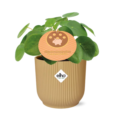 Pilea Peperomioides 12 cm Topf ELHO Vibes Fold 14 cm gelb