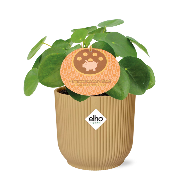 Pilea Peperomioides 12 cm Topf ELHO Vibes Fold 14 cm gelb