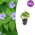 48x Storchschnabel (Geranium nodosum) 10-25cm, Ø9cm Bild 1