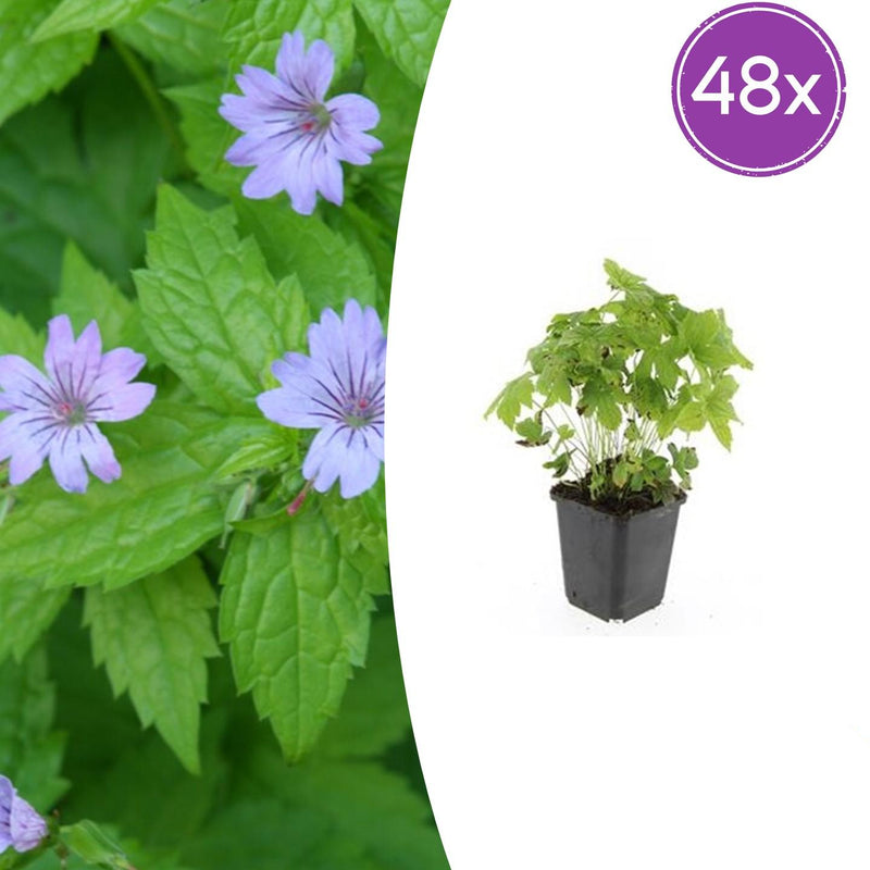 48x Storchschnabel (Geranium nodosum) 10-25cm, Ø9cm
