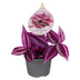 Tradescantia Pink Paradise® Dreimaster-Blume Ø6cm Lila Rosa Bild 1