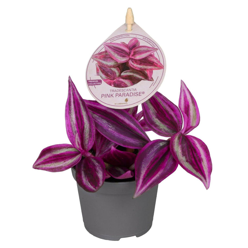 Tradescantia Pink Paradise® Dreimaster-Blume Ø6cm Lila Rosa