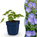 Green boutiQ - Perennial - Geranium 'Rozanne' - Crane's-bill - Ground cover - Blue - 24 Plants - Pot 11cm - Height 15-25cm Bild 2