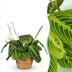 Maranta Fascinator Lemon Lime Houseplant with Basket, 25cm Bild 1