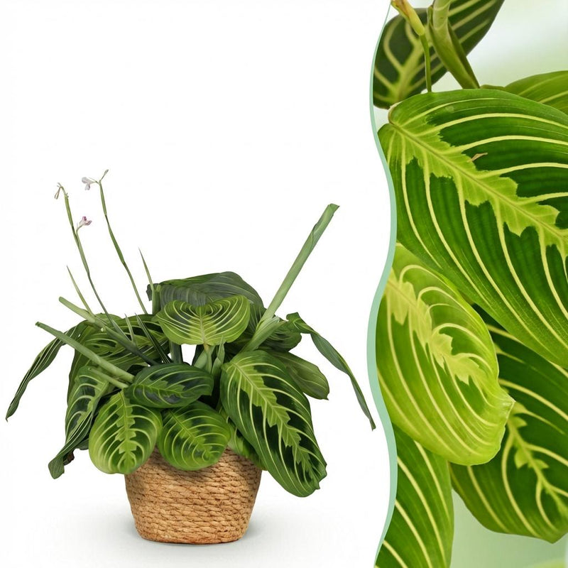Maranta Fascinator Lemon Lime Houseplant with Basket, 25cm