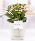 Kalanchoe Pink In P&PURE Ivy Ceramics Shiny White - Ø12cm - ↕27cm