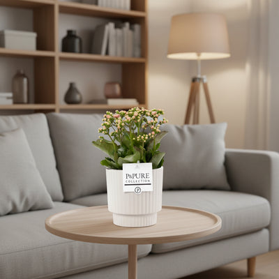 Kalanchoe Pink im Keramiktopf – 27cm hoch