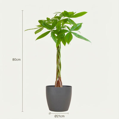 Pachira Aquatica (Geldbaum) im grauen Topf - 80 cm