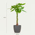 Pachira Aquatica (Geldbaum) im grauen Topf - 80 cm Bild 2