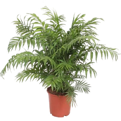 Chamaedorea Elegans Palme - 100cm - Ø24cm