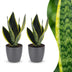 Green boutiQ - Sansevieria Future Superb - Bogenhanf - 2 Pflanzen - met Potter Grijs - Pot 12cm - Hoogte - 35cm Bild 1