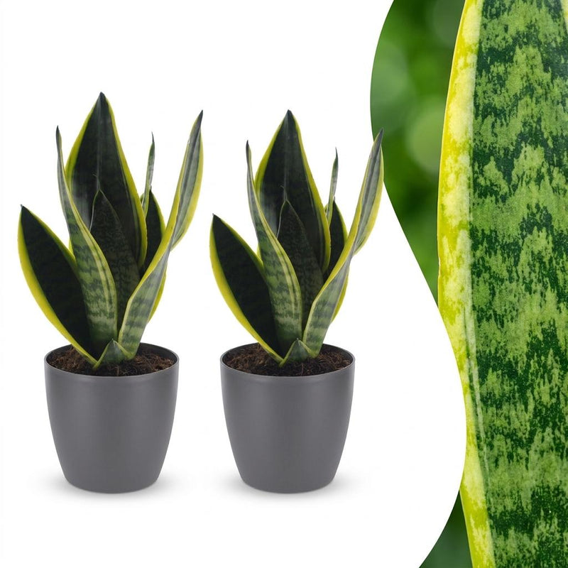 Green boutiQ - Sansevieria Future Superb - Bogenhanf - 2 Pflanzen - met Potter Grijs - Pot 12cm - Hoogte - 35cm