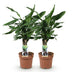 Green boutiQ - Zimmerpflanzen - Dracaena fragrans Steudneri - Drachenbaum - Pflegeleicht - Grün - 2 Pflanzen - Topf 17cm - Höhe 50-55cm Bild 2