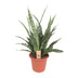 Sansevieria Diamond Green – Schwiegermutterzunge – 80cm Bild 1