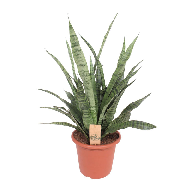 Sansevieria Diamond Green – Schwiegermutterzunge – 80cm