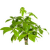Pachira Aquatica Ø27cm - ↕130 - 150cm Bild 3