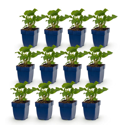 Green boutiQ - Perennial - Persicaria ampl. Alba - Knotweed - Shade - White - 12 Plants - 11cm Pot - 15-25cm Height