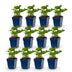 Green boutiQ - Perennial - Persicaria ampl. Alba - Knotweed - Shade - White - 12 Plants - Pot 11cm - Height 15-25cm Bild 1