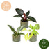 3x Baby Philodendron Tricolour Set: Weiß, Rosa, Gelbgrün - Ø6cm Bild 5