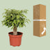 Ficus Benjamina Kinky – 12cm Topf, 28cm hoch Bild 4