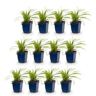 Green boutiQ - Grasses - Carex morrowii Ice Dance - Japanese Sedge - Evergreen - Cream-Green - 12 Plants - Pot 11cm - Height 15-25cm