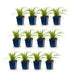 Green boutiQ - Grasses - Carex morrowii Ice Dance - Japanese Sedge - Evergreen - Cream-Green - 12 Plants - Pot 11cm - Height 15-25cm Bild 2