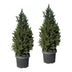 2x Picea glauca Conica - Zuckerhutfichte - Grün - Weihnachtsbaum - Ø23cm - ↕80cm Bild 2