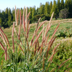 6x Miscanthus sinensis „Zebrinus“ – Auffälliges Zebragras mit dekorativ gestreiftem Blatt | Topfgröße 12 cm Bild 4