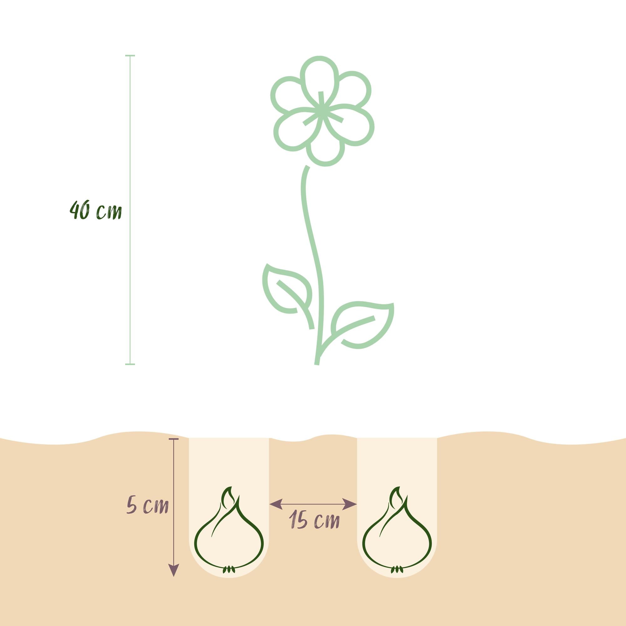 GreenboutiQ - Blumenzwiebeln - Freesia Double Mix - Bulbs Hardy Perennial - Verschiedene Farben - 40 Stück - Zwiebelgröße 5/6 - XXL Pack