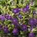 6x Vinca minor 'Atropurpurea' Bodendecker, 10-25cm, 9cm Topf Bild 5